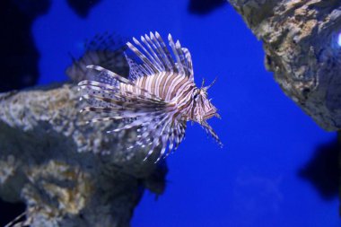 Akvaryum manzaralı tropikal egzotik balıklar 