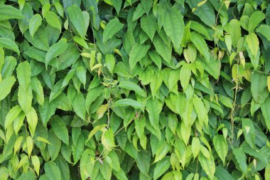 yeşil yapraklar arkaplan yakın çekim görünümü