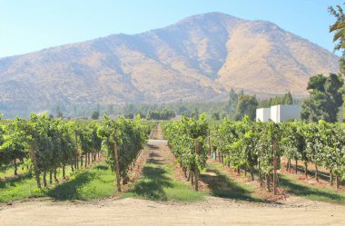 Üzüm bağının manzarası, olgun üzümler.