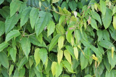 yeşil yapraklar arkaplan yakın çekim görünümü