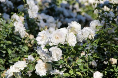 Beyaz çay güllerinin manzarası 