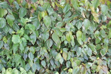 yeşil yapraklar arkaplan yakın çekim görünümü