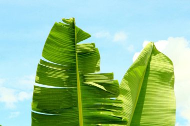 yeşil yapraklar arkaplan yakın çekim görünümü