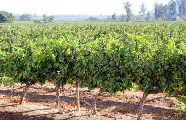 Üzüm bağının manzarası, olgun üzümler.