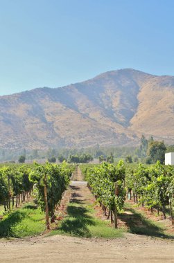 Üzüm bağının manzarası, olgun üzümler.