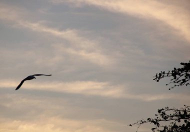 Günbatımında uçan kuş gökyüzü arka planı