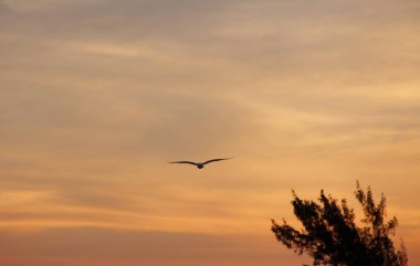 Günbatımında uçan kuş gökyüzü arka planı