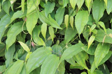 yeşil yapraklar arkaplan yakın çekim görünümü