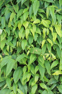 yeşil yapraklar arkaplan yakın çekim görünümü