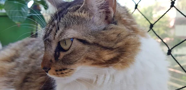 Nahaufnahme Der Katzenschnauze Mit Den Grünen Augen — Stockfoto