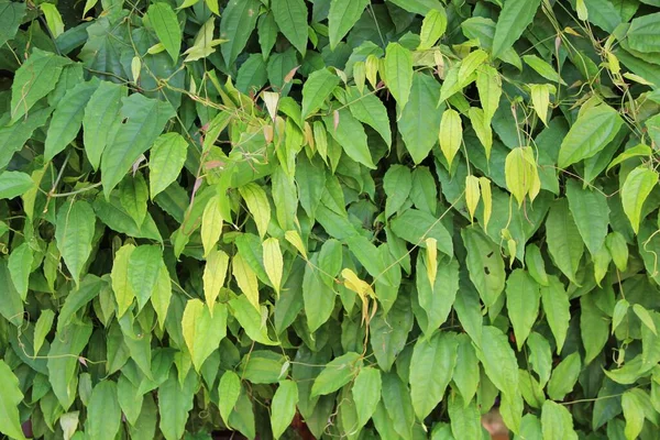 yeşil yapraklar arkaplan yakın çekim görünümü