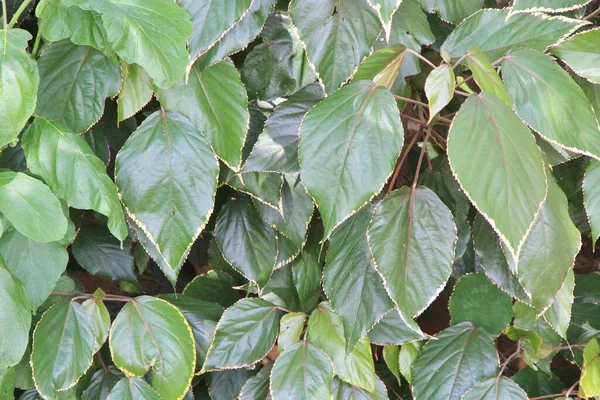 yeşil yapraklar arkaplan yakın çekim görünümü