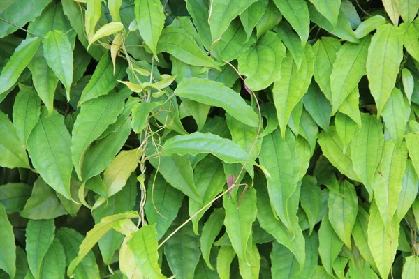 Green Leaves Background Close View — Stock Photo, Image