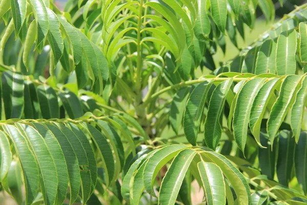 Green Leaves Background Close View — Stock Photo, Image