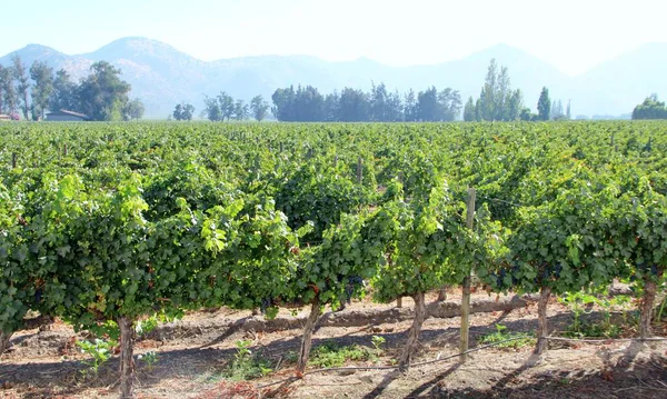 Üzüm bağının manzarası, olgun üzümler.