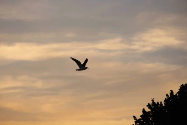 Πουλί Που Φέρουν Κατά Ηλιοβασίλεμα Ουρανό Φόντο — Φωτογραφία Αρχείου