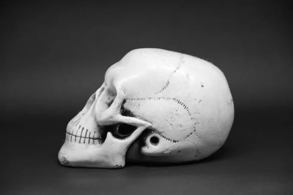 Vista Primer Plano Cráneo Sobre Fondo Oscuro — Foto de Stock