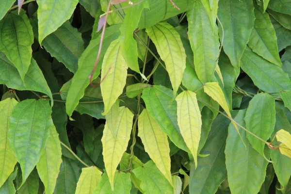 yeşil yapraklar arkaplan yakın çekim görünümü