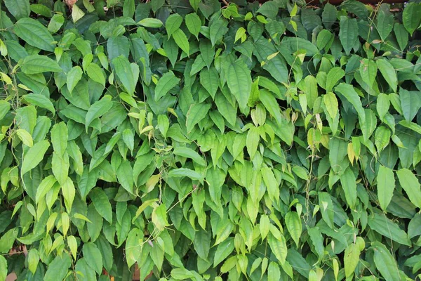 yeşil yapraklar arkaplan yakın çekim görünümü