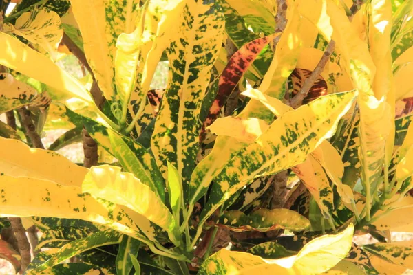 Sarı Yapraklar Arkaplan Yakın Çekim Görünümü — Stok fotoğraf