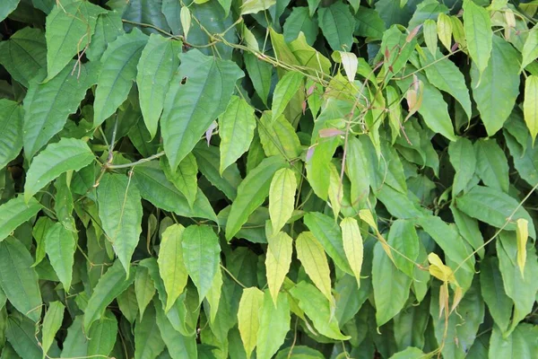 yeşil yapraklar arkaplan yakın çekim görünümü