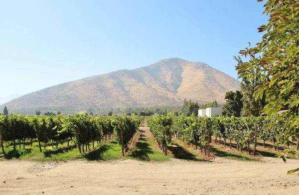 Üzüm bağının manzarası, olgun üzümler.