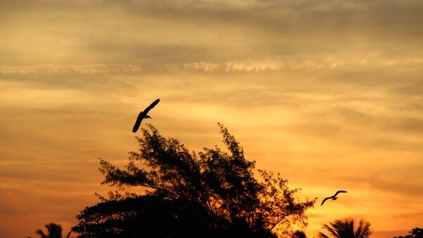 Bird flying against sunset sky background