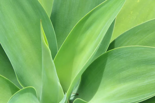 Green Leaves Close Background — Stock Photo, Image