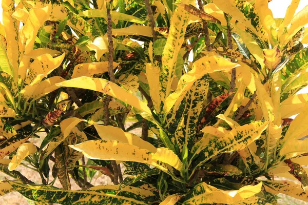 Yellow Leaves Background Close View — Stock Photo, Image