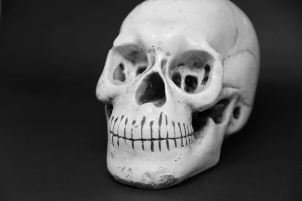 Closeup View Skull Dark Background — Stock Photo, Image