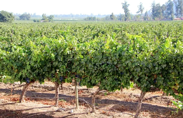 Üzüm bağının manzarası, olgun üzümler.