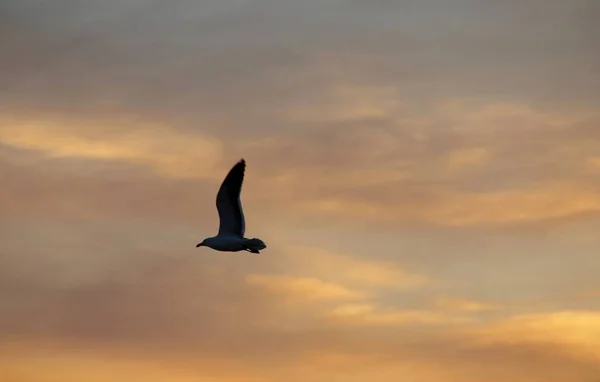 Fågel Flyger Mot Solnedgång Himmel Bakgrund — Stockfoto