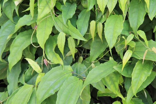 yeşil yapraklar arkaplan yakın çekim görünümü