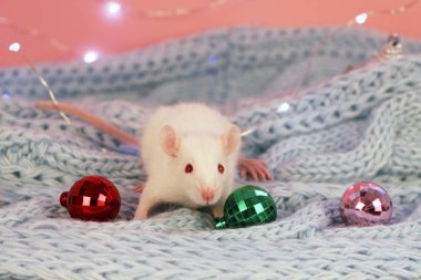 2020 yılının sembolü olarak mavi örülmüş bir atkı ve çelenk takan beyaz sıçan.