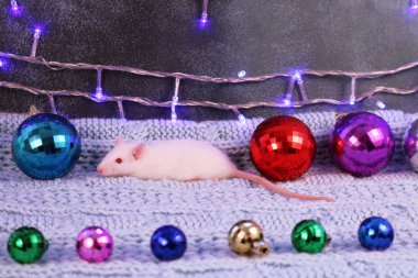 2020 yılının sembolü Noel süslemeleri olan beyaz sıçan.