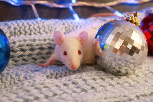 青いニットのスカーフに白いネズミ、クリスマスボール、新年のシンボル2020 — ストック写真
