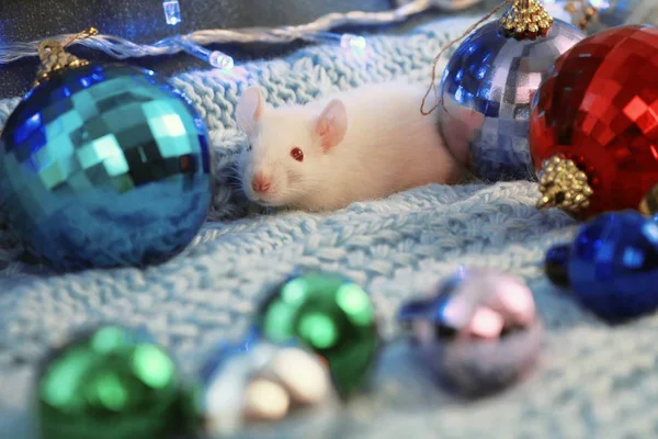 Vit råtta på en blå stickad halsduk, med julbollar, symbol för det nya året 2020 — Stockfoto