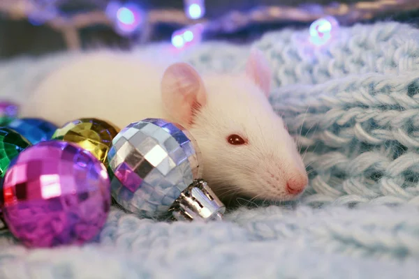 Белая крыса на фоне синего вязаного шарфа, с рождественскими шарами, символ нового 2020 года — стоковое фото