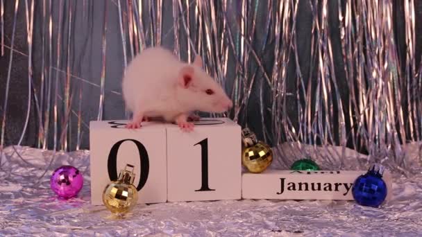 Λευκός Αρουραίος Κάθεται Ξύλινο Ημερολόγιο Χριστουγεννιάτικα Στολίδια Σύμβολο Του Νέου — Αρχείο Βίντεο
