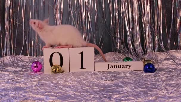 Rat Blanc Assis Sur Calendrier Bois Avec Des Décorations Noël — Video