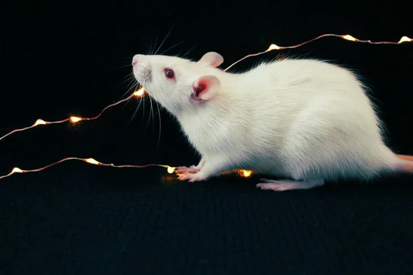 White rat on black background with garland