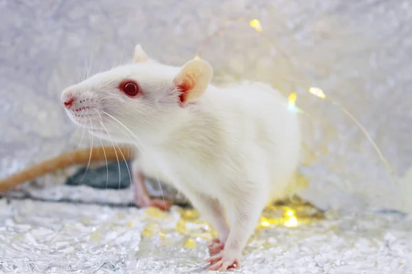 Vit Råtta Symbol För Kinesiskt Nyår 2020 Christmas Råtta Folie — Stockfoto
