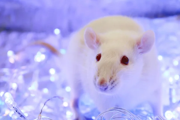Vit Råtta Symbol För Kinesiskt Nyår 2020 Christmas Råtta Blå — Stockfoto