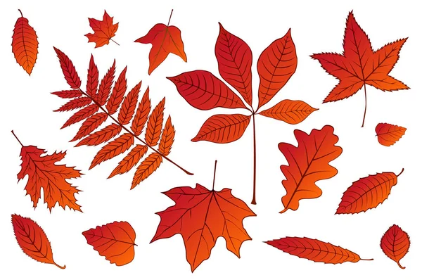 Collectie mooie kleurrijke set herfst bladeren van rood op witte achtergrond. Vector illustratie. EPS 10. — Stockvector