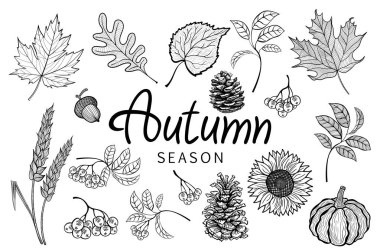 Sonbahar sezonu. meşe yaprağı, akçaağaç, köknar-koni, palamut, dağ kül, kabak, ayçiçeği, buğday kulakları. Poster, afiş, Flyer, davetiye, Web sitesi veya tebrik kartı için kullanılabilir vektör illüstrasyon EPS 10