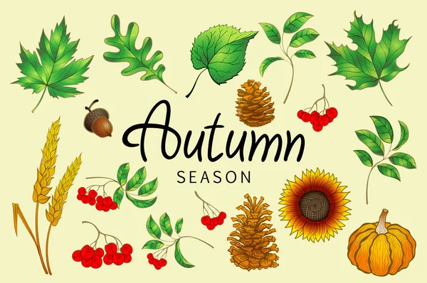 Farbenfrohe Herbstblätter und Beeren. isoliert auf weißem Hintergrund. einfacher Cartoon-Flachstil. Vektorillustration. Folge 10 — Stockfoto