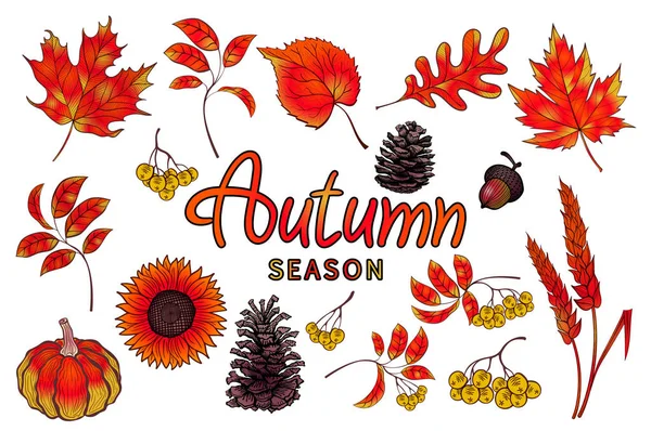 Rojo Conjunto de colorido otoño hojas colección de vectores. Ilustración vectorial eps 10 —  Fotos de Stock