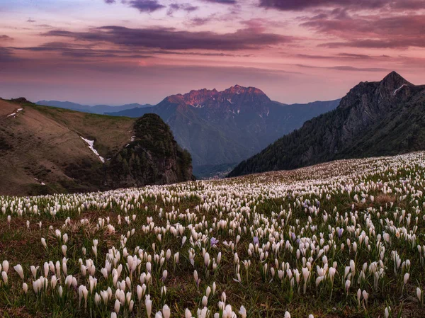 Paisagem Verão Nas Montanhas Glade Com Flores Brancas — Fotografia de Stock