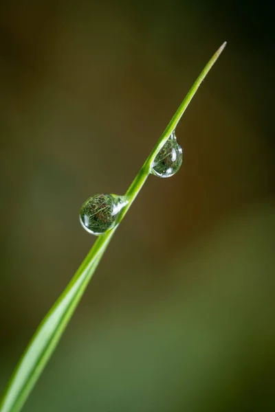 Gocce Acqua Una Foglia Nell Erba — Foto Stock