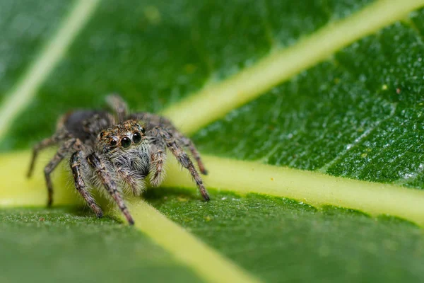 Une Araignée Sauteuse Sur Une Feuille Sur Fond — Photo